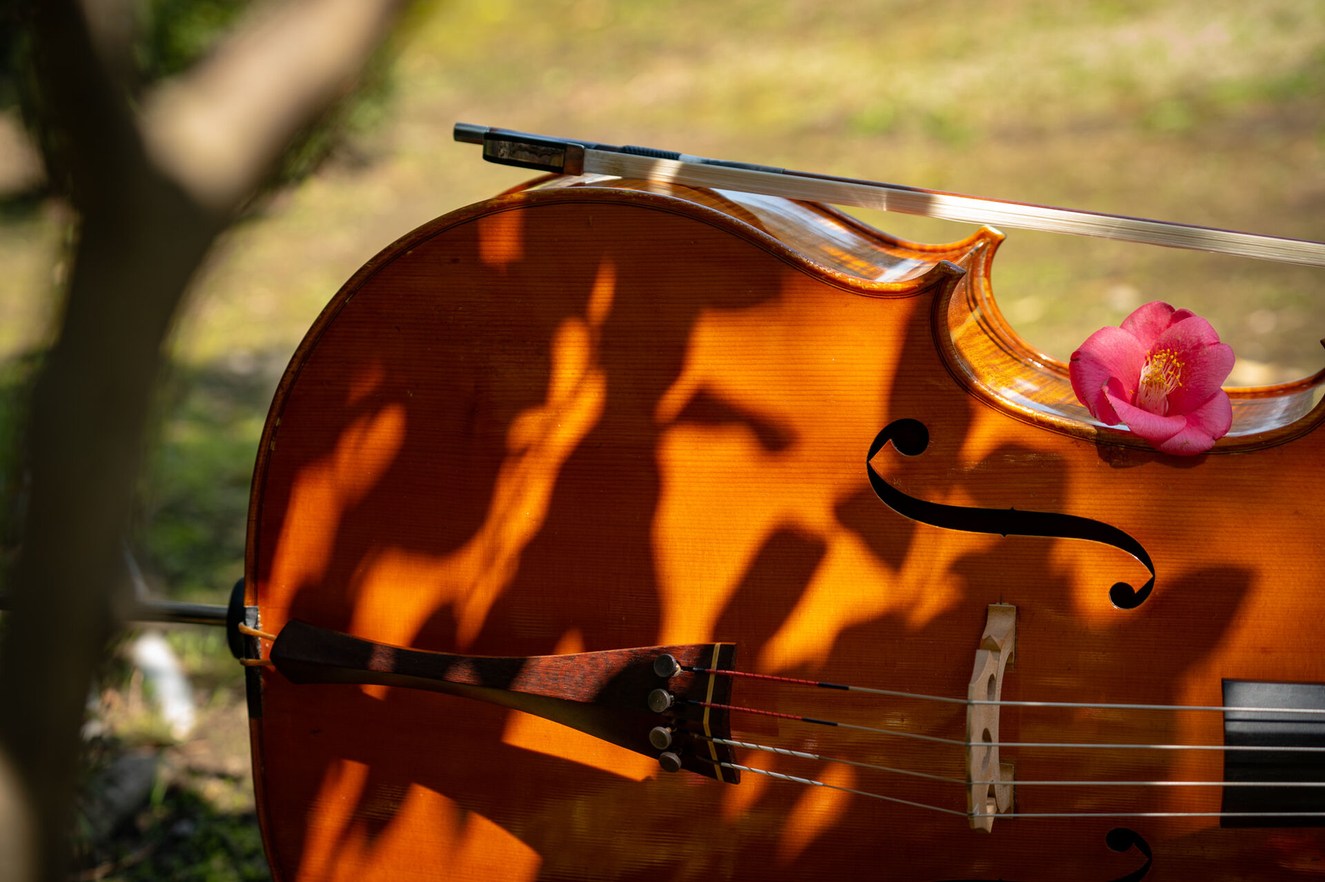 violoncello