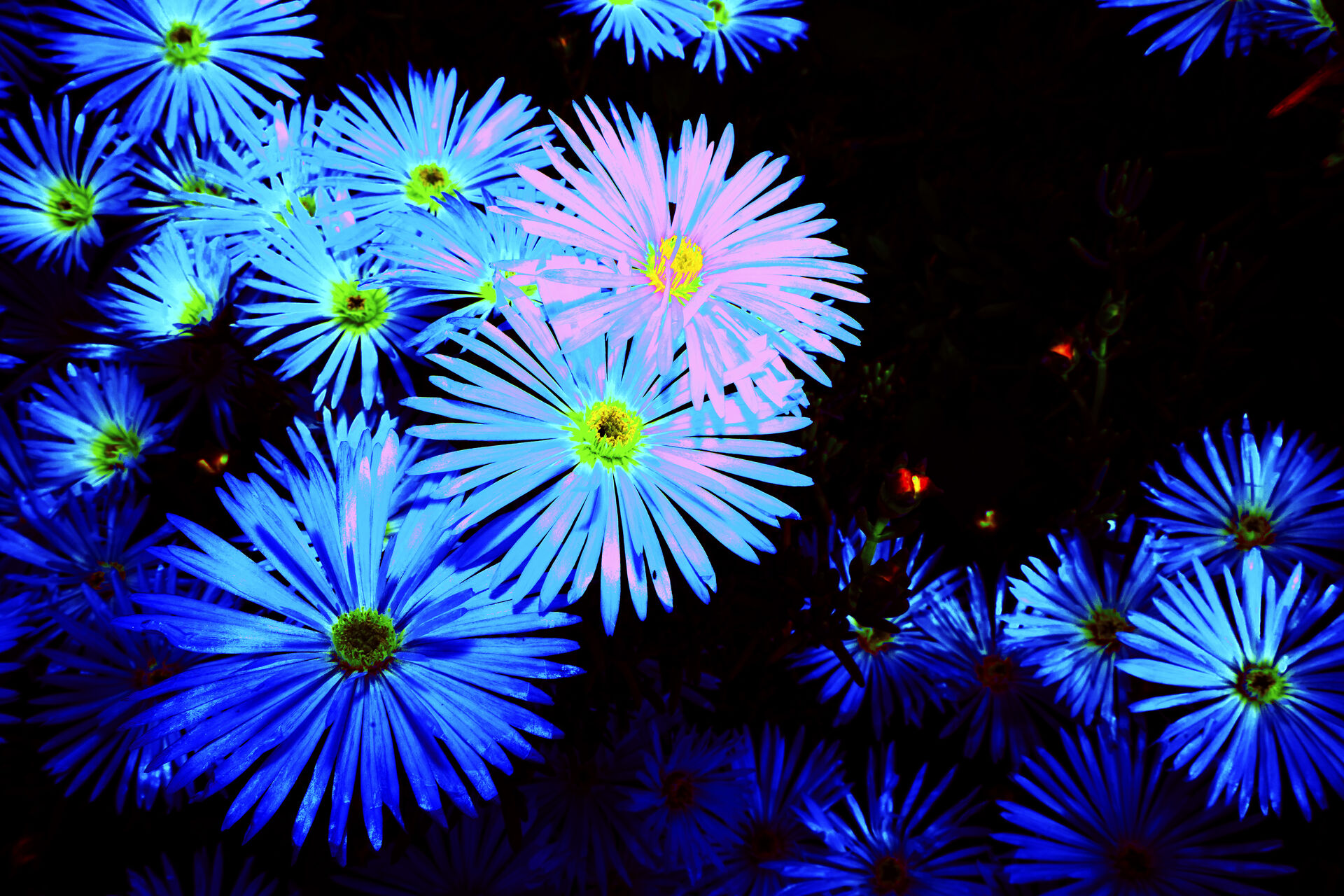 flower