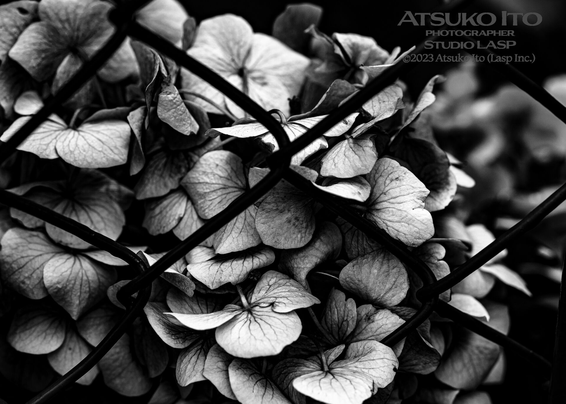 ATSUKO ITO 作品