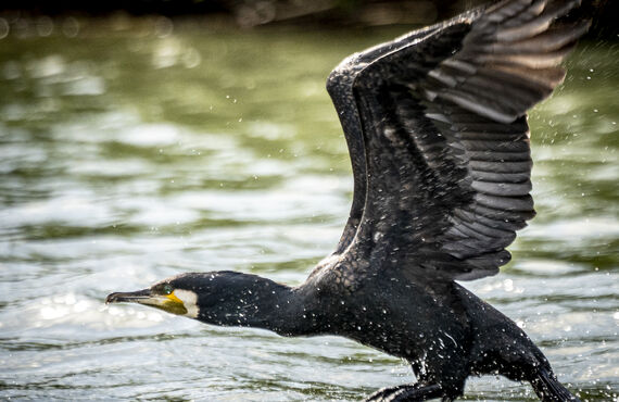 伊藤竜太（伊藤粒太）Lyuta Ito フォトアルバム